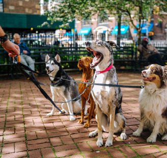 Many dogs sitting and behaving