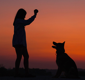 Dog and owner playing fetch at dawn