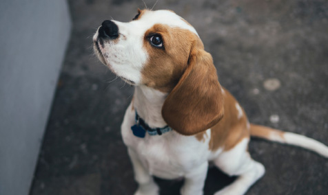 Picture of Jack