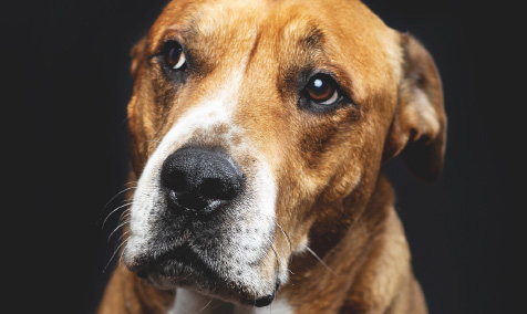 Picture of Murphy