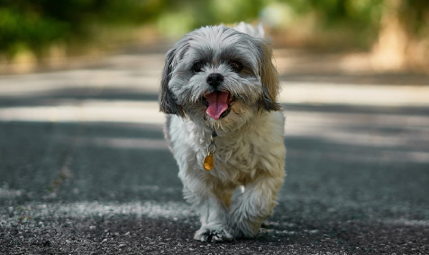 Picture of Poppy