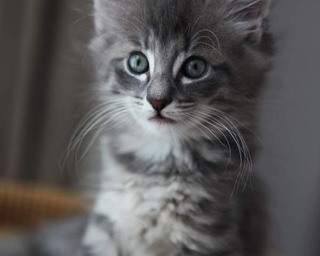 A picture of a cat